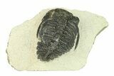 Bargain, Hollardops Trilobite Fossil - Ofaten, Morocco #287466-1